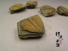 三叶虫尾巴化石原石 古生物化石 王冠虫