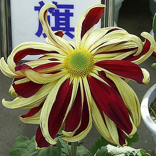 限时特价 花卉植物 盆栽菊花苗【帅旗】开花可泡菊花茶