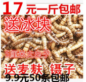 大麦虫活体超级面包虫包存活率 包邮 净重 大麦虫