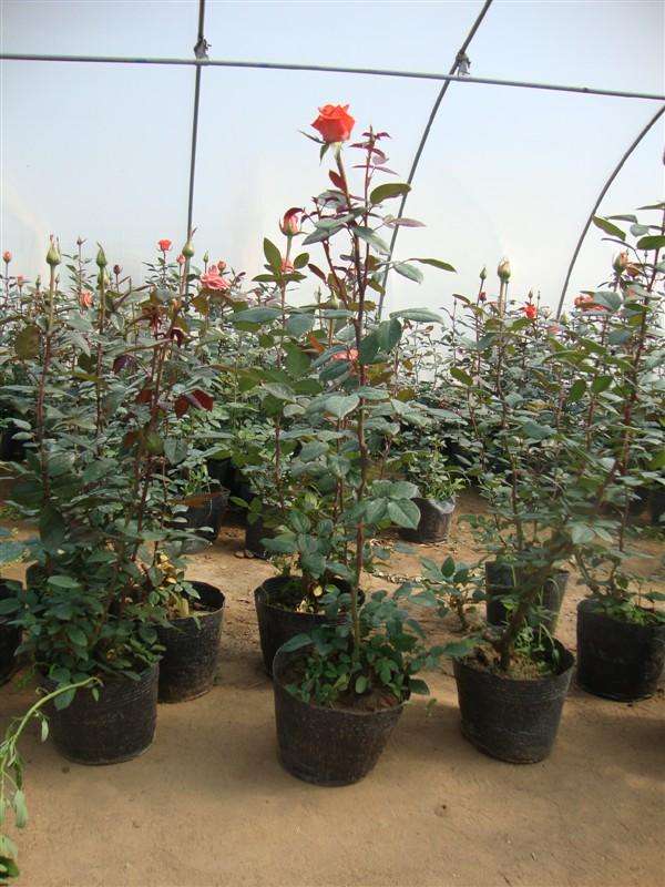 庭院爬藤蔷薇苗藤本月季花苗阳台楼顶植物攀援花卉欧月小苗玫瑰