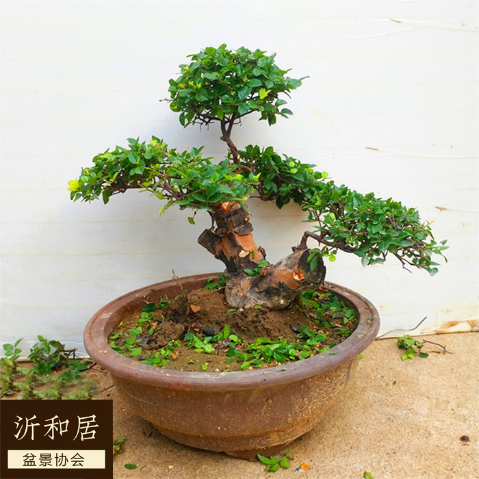 雀梅高档盆景树桩盆景 雀梅下山桩 雀梅盆景树桩实物