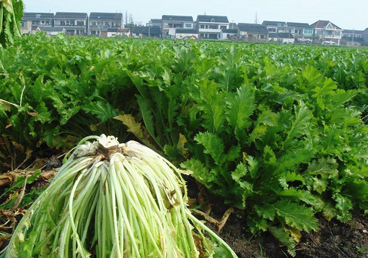 一份2斤 浙江特产宁波雪菜 邱隘雪里蕻 咸菜黄咸齑下饭菜