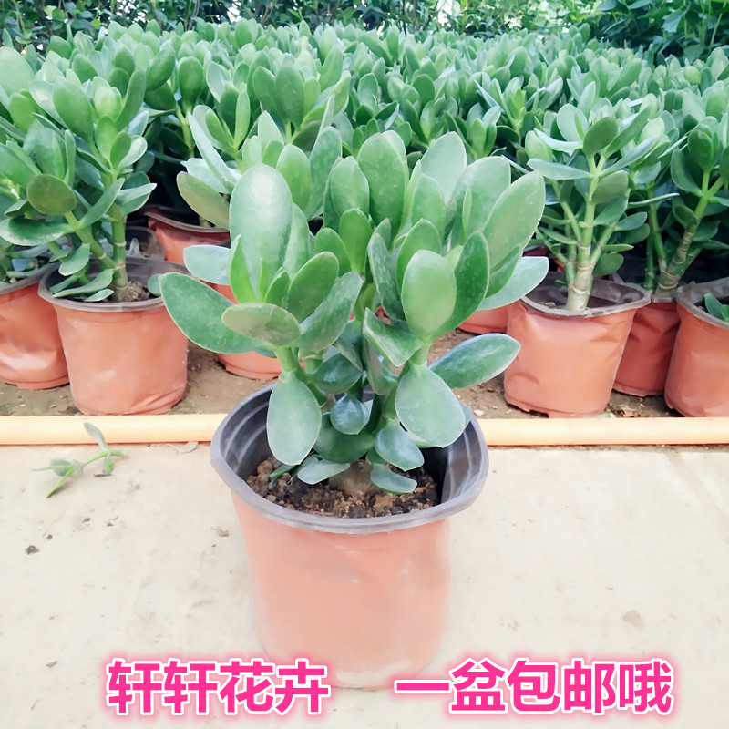 多肉植物玉树盆栽 万年青燕子掌室内阳台绿植花卉金枝玉叶包邮