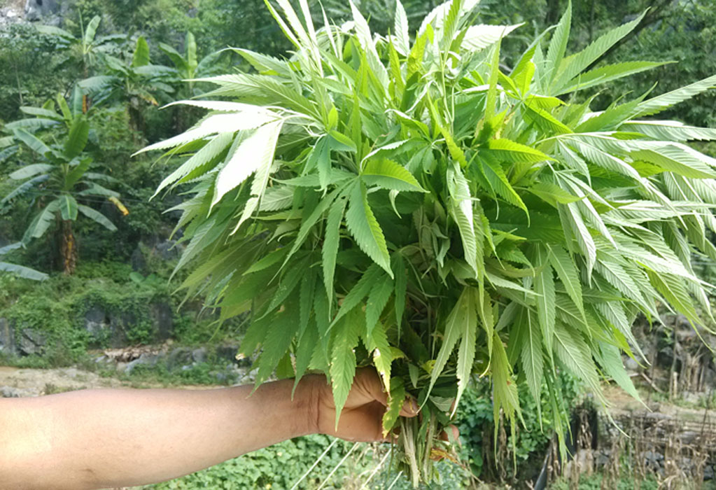 广西巴马麻叶 新鲜叶子 晒干叶子 野生植物火麻叶 山里火麻叶