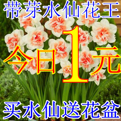 水仙花种球水培水养植物盆栽植物百合进口风信子种球水仙花卉种子