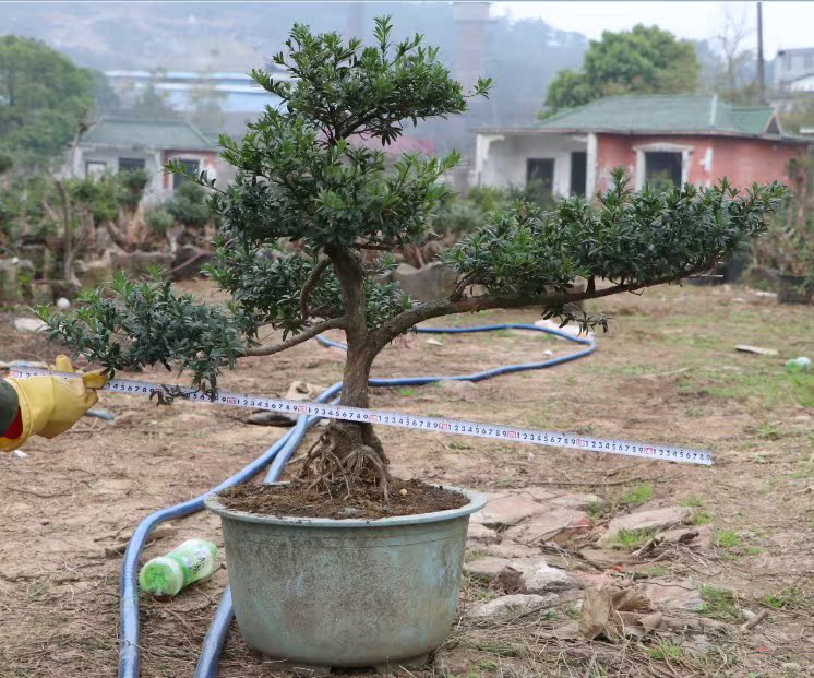 罗汉松盆景树桩下山桩小叶雀舌珍珠贵妃罗汉松大型造型盆栽绿植