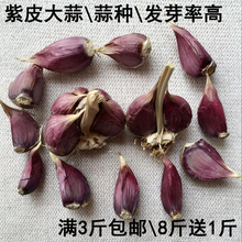 包邮 紫皮大蒜种蒜红皮蒜香蒜种500g栽种发蒜苗大蒜农家大蒜种3斤