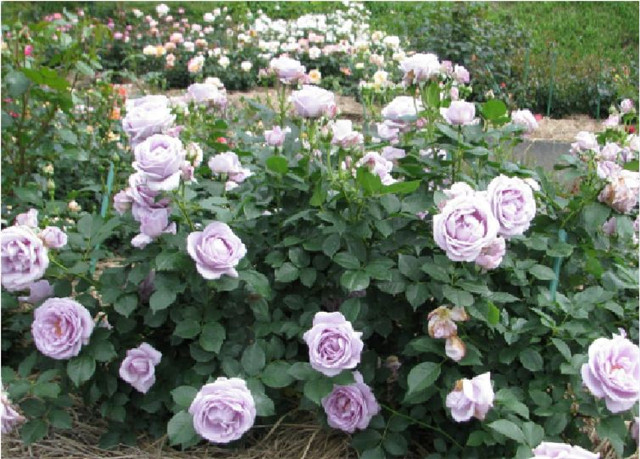 天心月季园 欧月月季花 蓝色风暴 月季花灌木丰花热门品种玫瑰