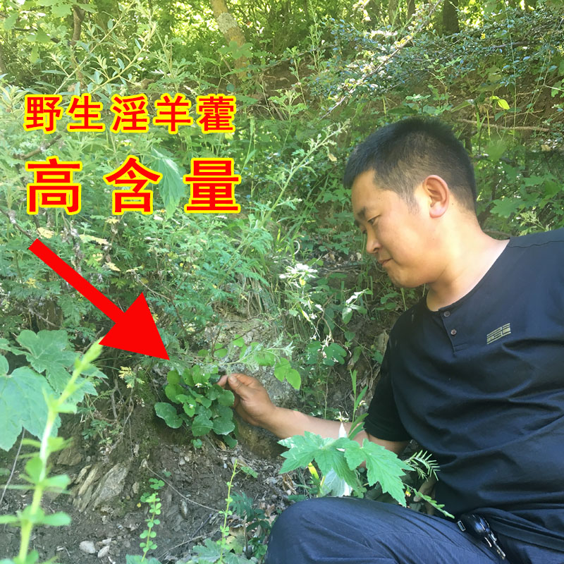 淫羊藿茶岷县野生羊淫藿仙灵脾淫羊藿叶泡酒泡水藿羊淫羊合叶包邮
