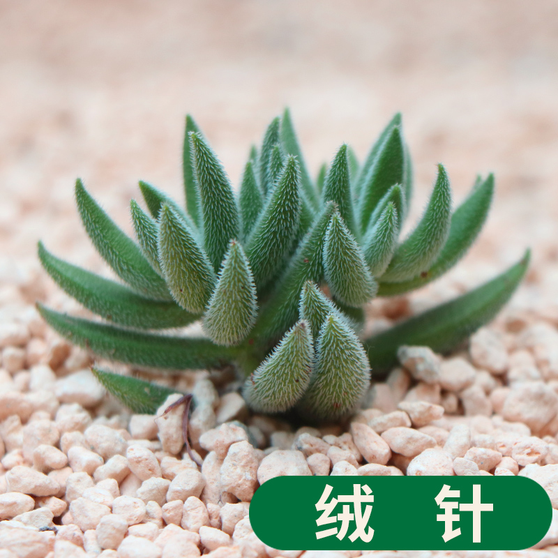 多肉植物 绒针 又名银箭 盆栽绿植花卉盆花组合多肉