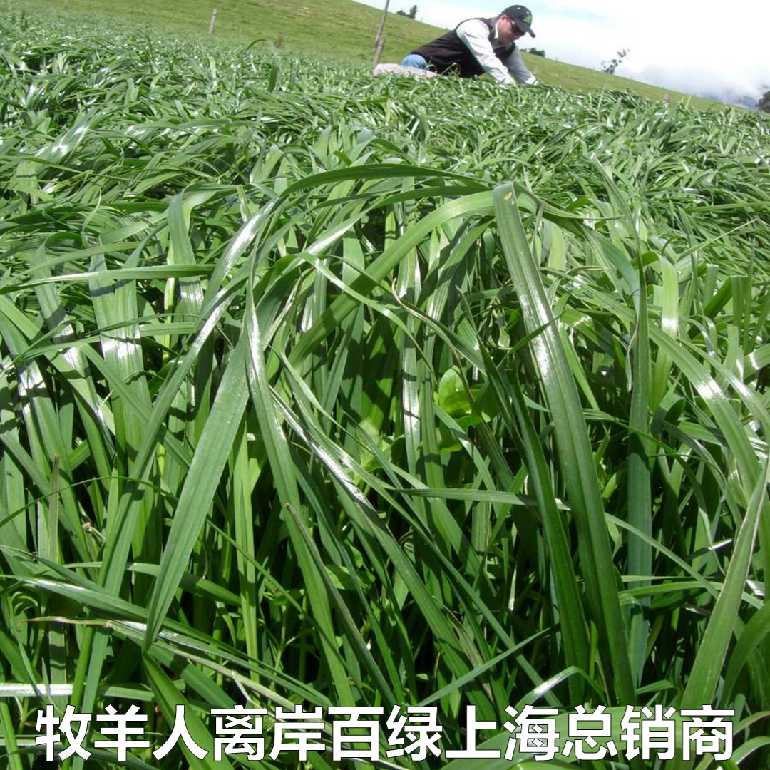 养羊钢网钢丝铁丝水泥羊床网鸡鸭鹅网羊场养殖设备器械漏粪板模具