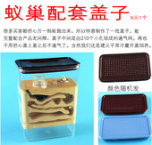 生态石膏巢宠物蚂蚁工坊专用盖子想养好蚂蚁就来这里不单卖