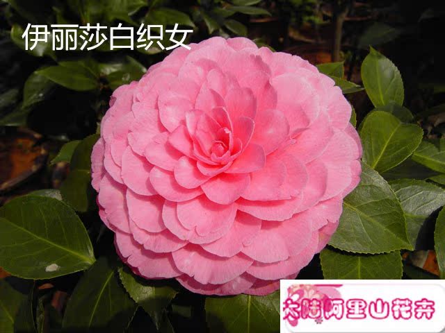 正品[茶花2304]2304评测 2304是谁的平方图片