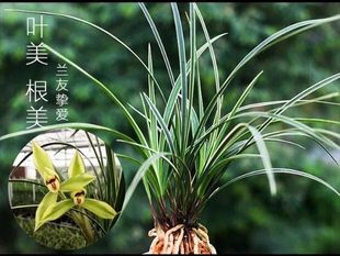 样品兰花苗中矮品春兰金边线艺"千里思"适合办公室冯达锋国兰
