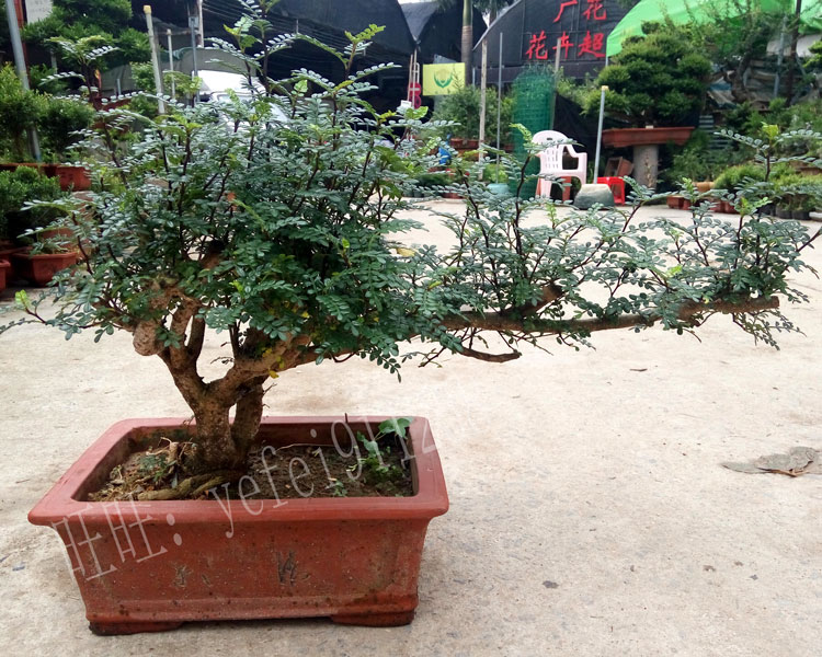 悬崖青香木盆景 净化空气 驱蚊草虫盆栽 绿植花卉 阳台窗台观赏