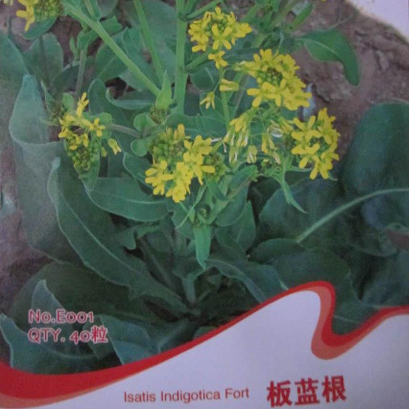 春季特价板蓝根种子靛青根蓝靛根大青根中药材种子 盆栽地栽 包活