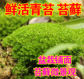 青苔苔藓微景观植物生态瓶现采新鲜活绿植草皮草坪盆景造景