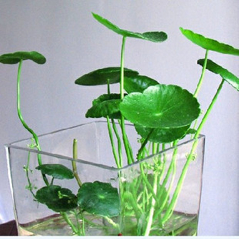 室内绿植盆栽铜钱草水培植物花卉套装金钱草根芽苗种子吸甲醇包邮