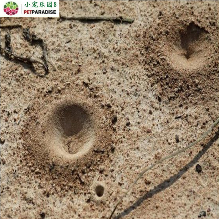 异宠蚁狮沙穴地牯牛倒行狗子沙谷牛沙牛砂牛金沙牛地拱活体野生药