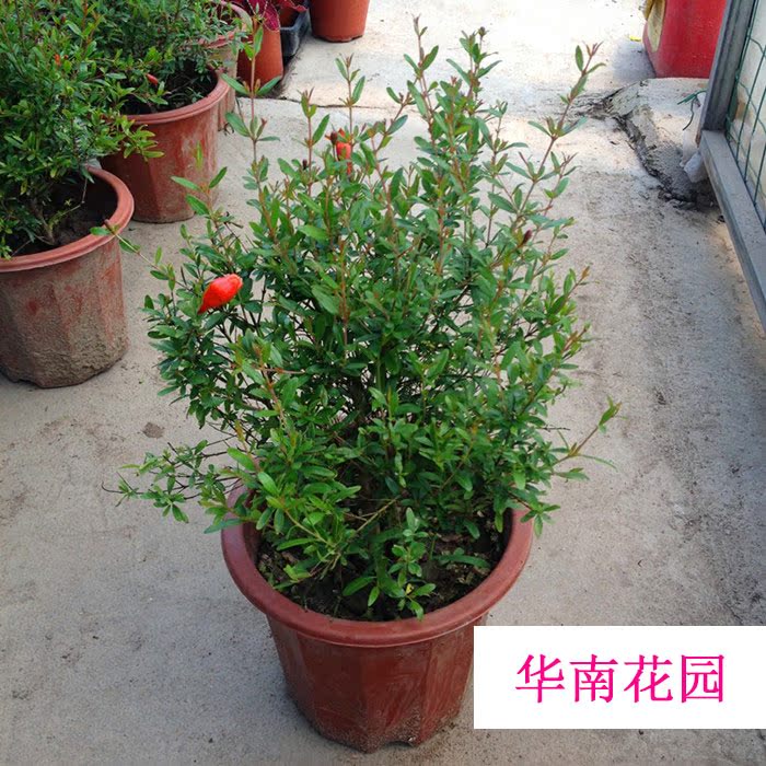 潮汕石榴花苗 石榴树苗 潮汕红花苗庭院盆栽植物喜庆