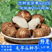香芋小芋头芋艿一份五斤 包邮 新鲜现挖子芋头粉糯 山东毛芋头种子