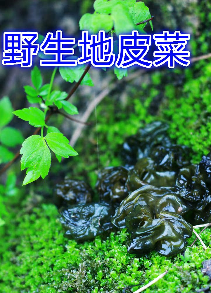 河南土特产干货野生地皮菜山货大山野菜地软地衣地耳农产品山自采