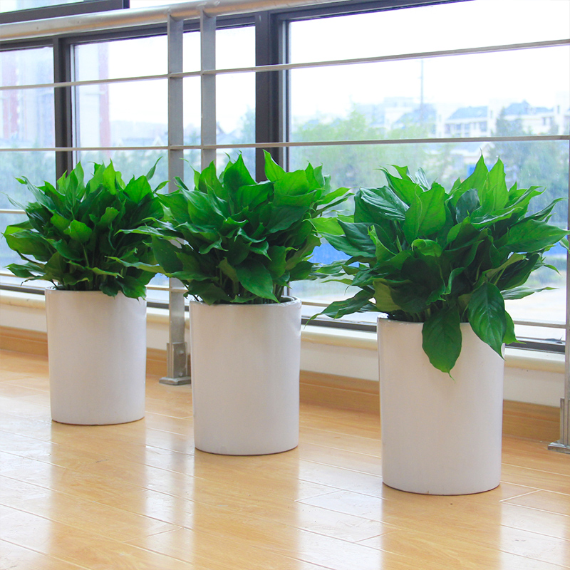 万年青盆栽 办公室客厅室内净化空气吸甲醛植物 大型绿植花卉盆景