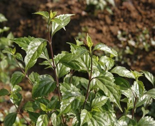 野生草药腐婢草豆腐柴观音柴臭黄荆绿豆腐叶鲜叶苗干根叶肝火牙痛