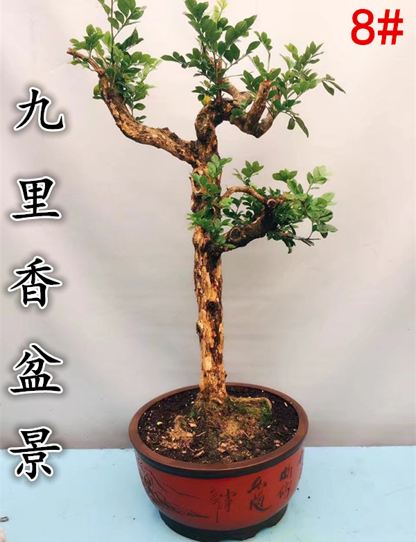 九里香盆景树桩 九里香盆景造型古桩 带果九里香盆景 批发包邮
