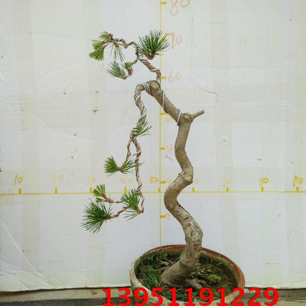 文人树造型黑松盆景树桩高档植物室内绿化精品松树下山桩实物包邮