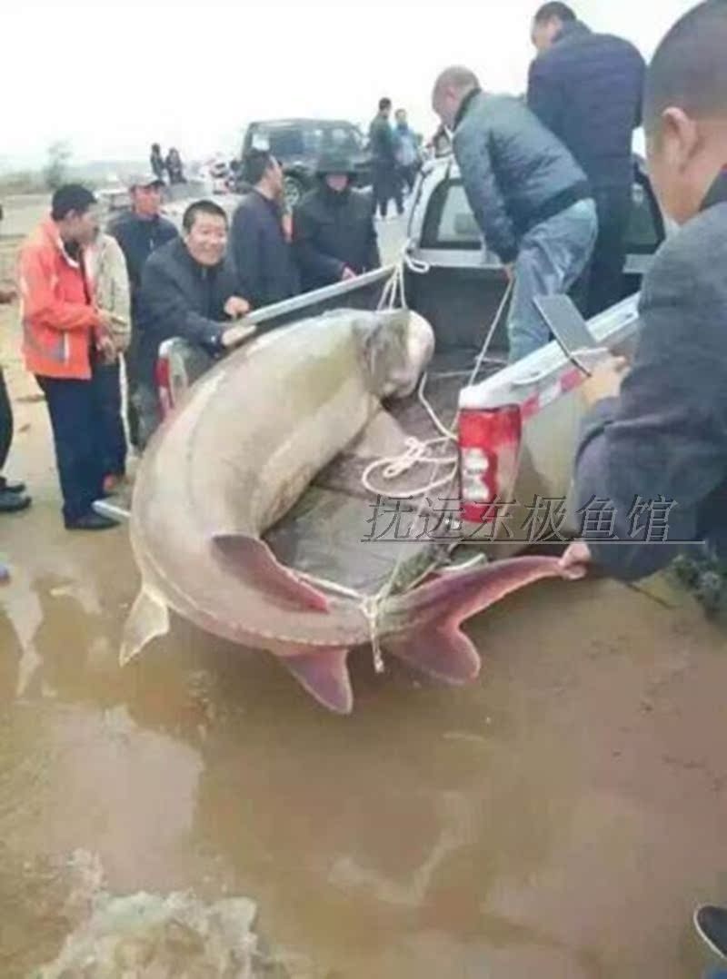 达氏鳇鱼黑龙江抚远县特产纯江野生超大鱼鱼王鳇鱼黄鱼东北大鱼