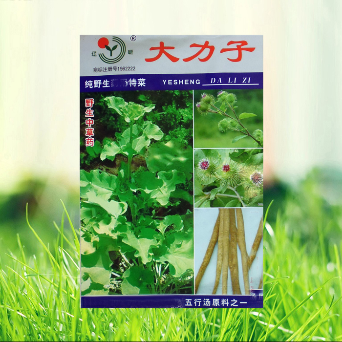野生蔬菜种子牛蒡子大力子种子野生牛蒡种子四季大田阳台蔬菜种子