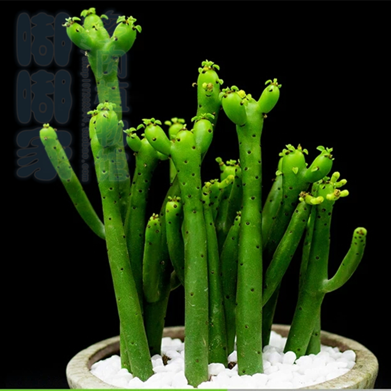 多肉植物【光棍树】青珊瑚 绿珊瑚 绿玉树 珊瑚棒 趣味桌面小盆栽