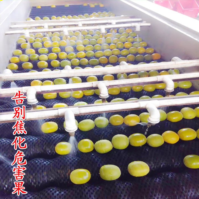 罗汉果茶桂林特产 广西永福低温脱水罗汉果冻干罗汉果茶特级大果