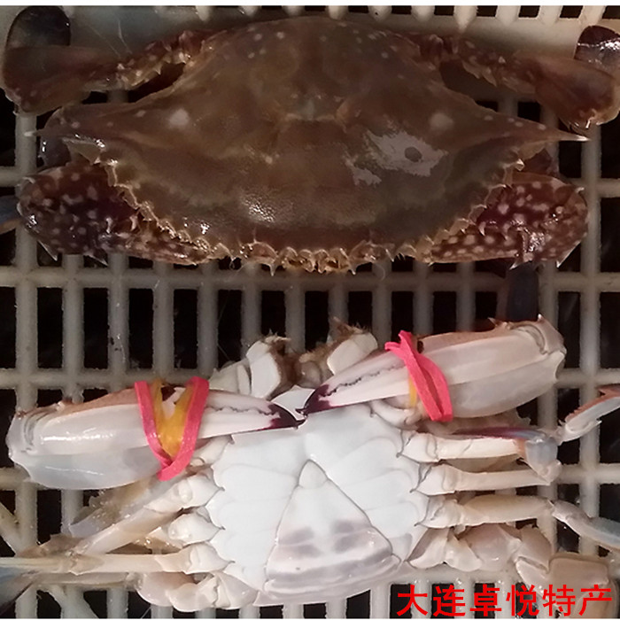 大连庄河海鲜 新鲜海蟹 鲜活花盖蟹 螃蟹鲜美可口4~5个/1斤