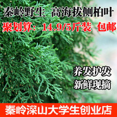 秦岭扁柏叶植物黑发生发乌发养发防脱 中药材 野生新鲜侧柏叶5斤