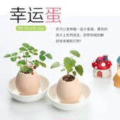 迷你办公室桌面幸运蛋小盆栽创意小摆件绿色植物新奇绿色放辐射