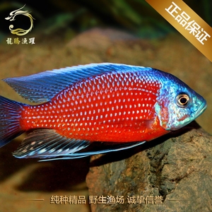 三湖慈鲷马鲷 血艳红 纯种台湾进口 纯种观赏鱼