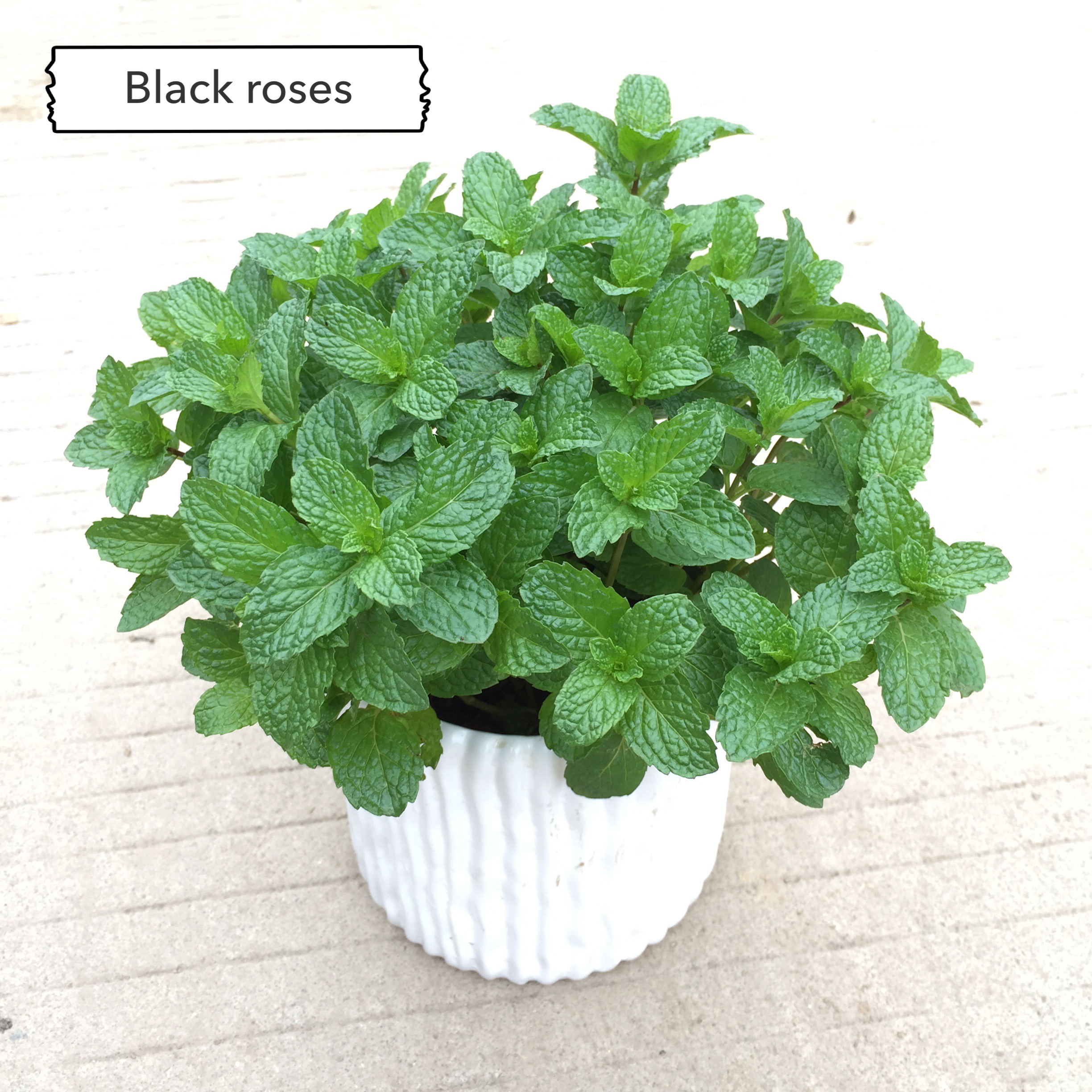 薄荷盆栽可食用好养绿植室内阳台四季常青花草植物桌面驱蚊小盆景