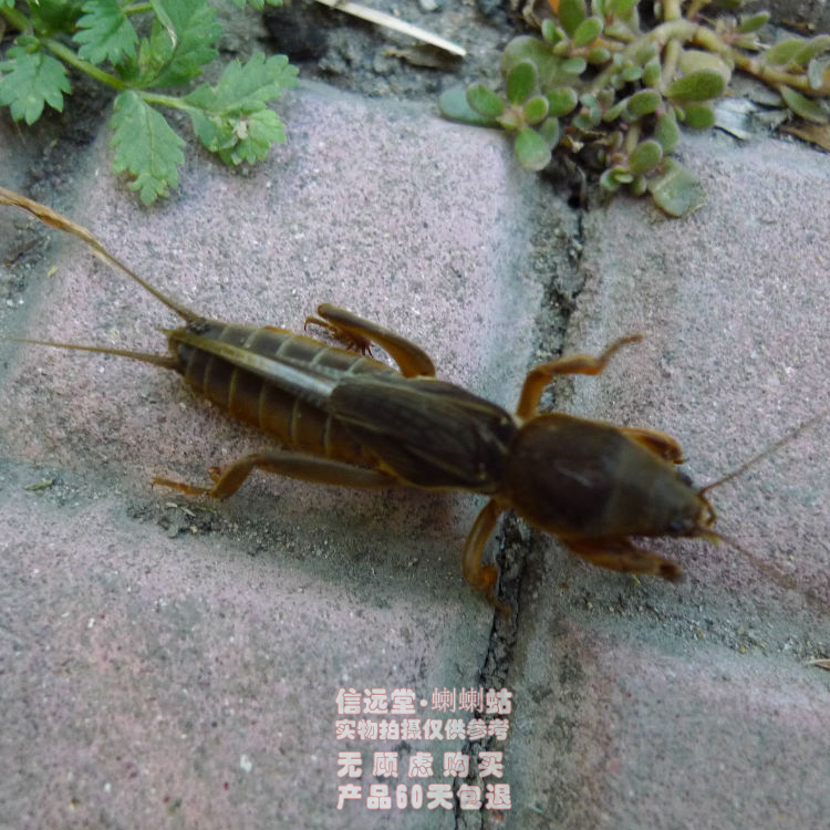 中药材蝼蛄 500克 无杂质无碎精选 土狗子拉拉蛄干  