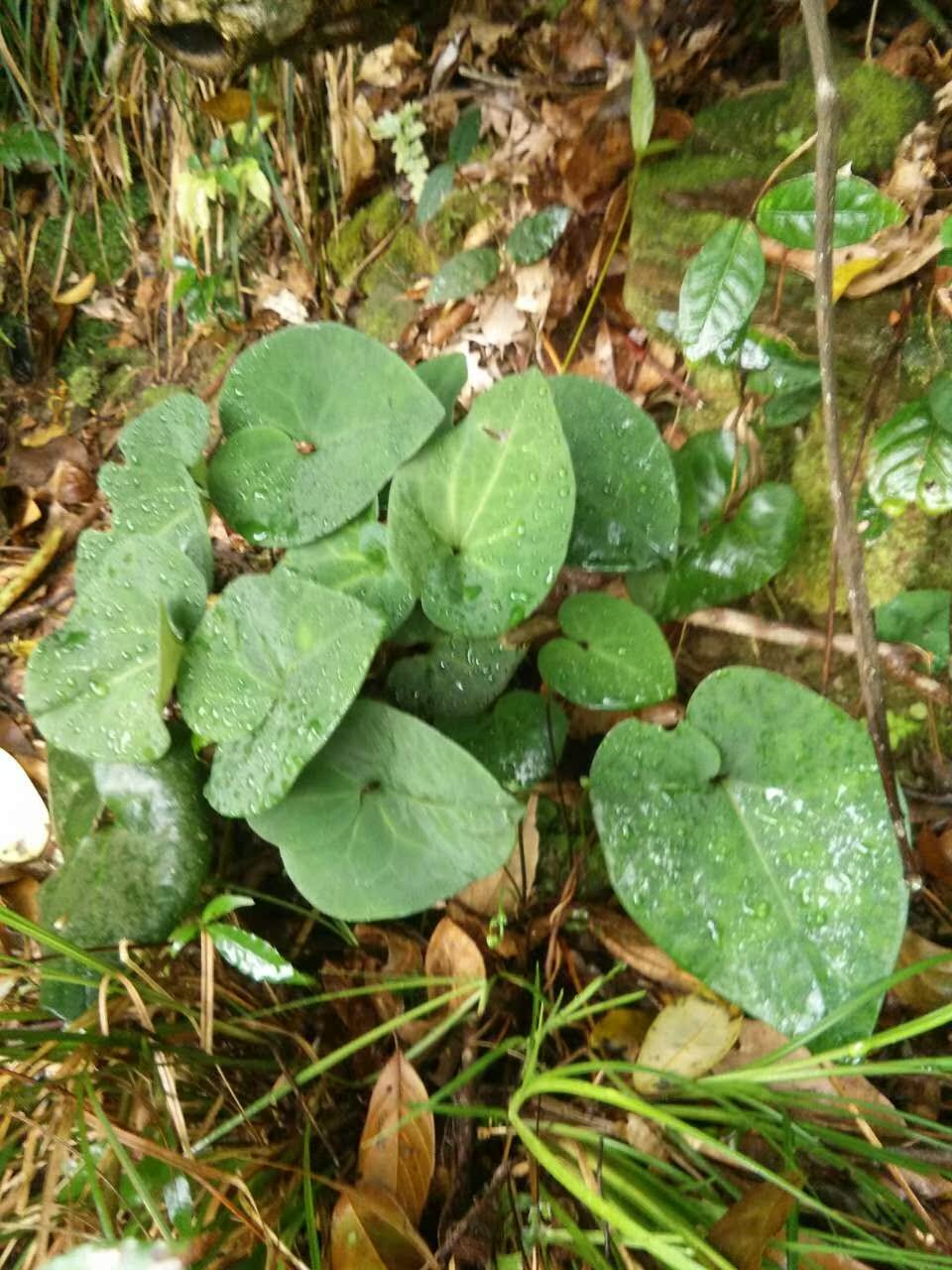 纯野生中草药马蹄香种苗珍惜野生品种冷水丹苗高脚细辛苗狗肉香苗