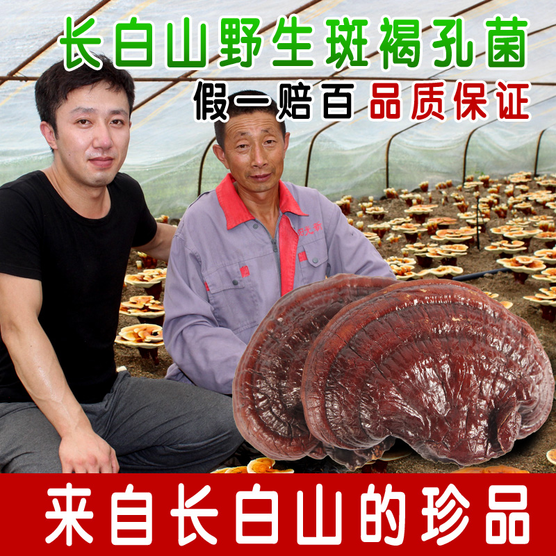 长白山无柄赤芝 仿野生半野生灵芝 整枝灵芝 林芝 250g