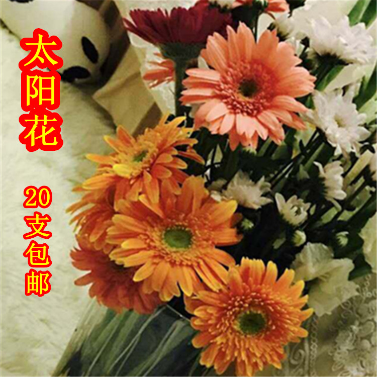 非洲菊太阳花弗朗鲜花家庭鲜花20支包邮