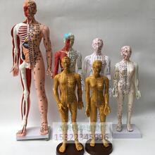cm针炙穴位模型中医穴位人体模型 经络穴位针灸小人模60