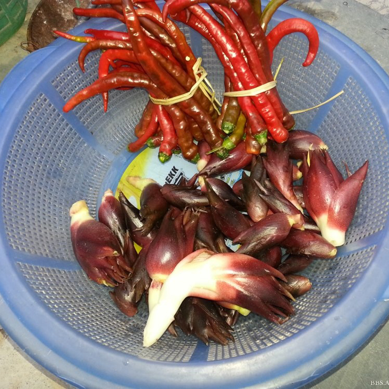 洋荷包邮新鲜野生阳荷姜茗荷湖南湘西特产农家野菜蔬菜洋荷姜洋火