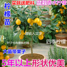 包邮 盆栽果树柠檬苗盆栽带果香水柠檬苗尤力克四季结果 柠檬树苗