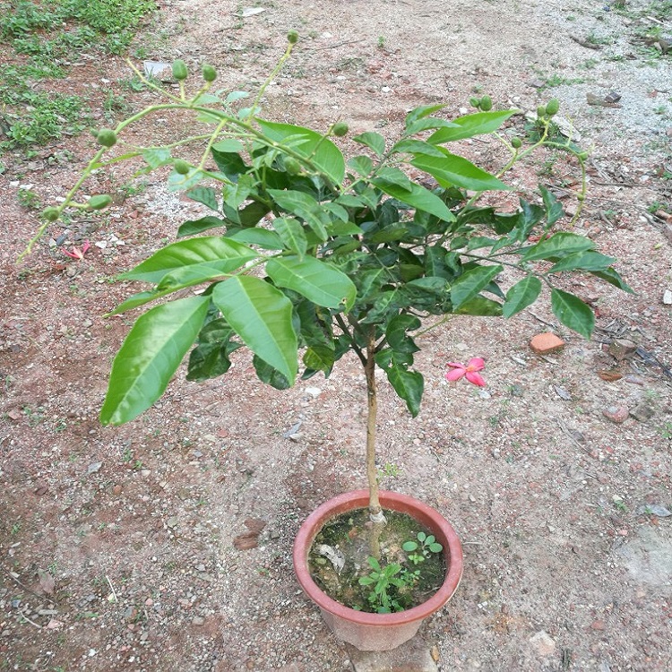 正宗鸡心黄皮嫁接苗 鸡心 白砂糖出世甜 嫁接黄皮果树苗 盆栽果树