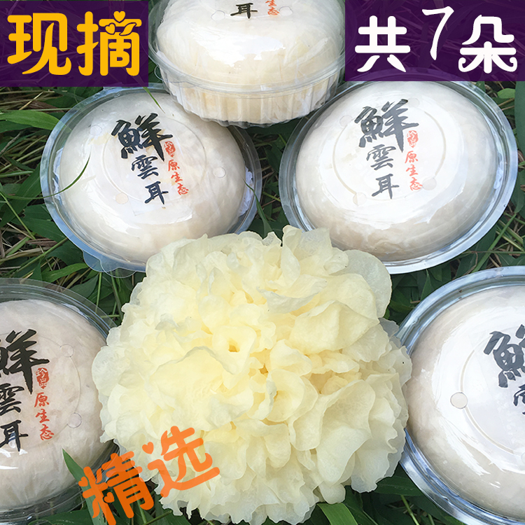 【7朵盒装】现摘现发古田新鲜银耳白木耳高山活耳雪耳包糯非干货