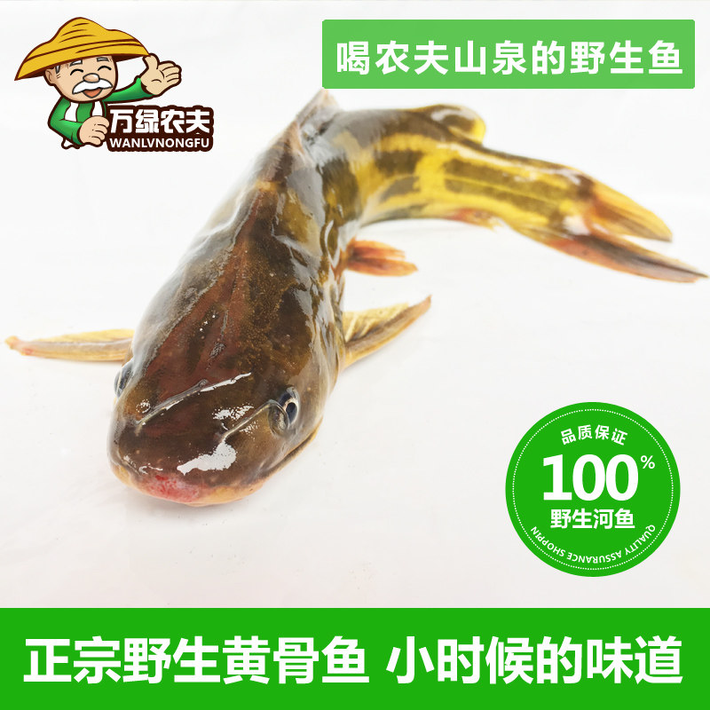 万绿农夫精品野生昂刺鱼淡水水产新鲜黄骨鱼鲜活现杀现发顺丰包邮
