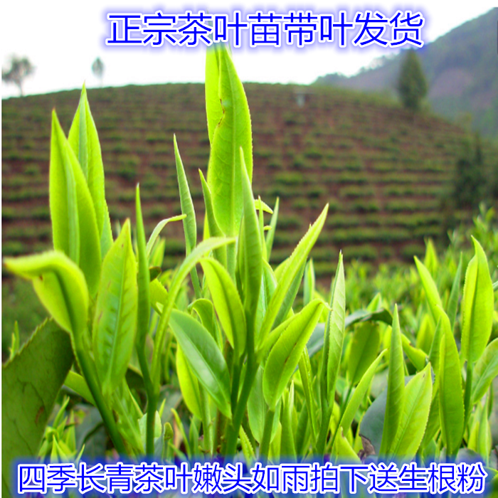 正宗龙井茶叶苗安吉白茶茶叶苗 普洱茶叶树苗 铁观音茶树苗绿茶